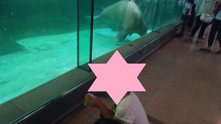 八景島のシーパラダイスの方が・・