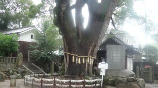 樹齢900年の楠が有名