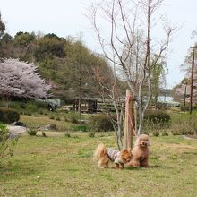 これは桜の時期に行った写真です