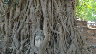 木の根っこに挟まって