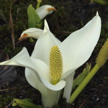 ここでしか見られない水芭蕉(1花茎に2枚の仏炎苞)