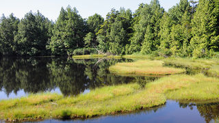 浮島が見られる池