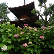 紫陽花の穴場的スポット「久米寺」