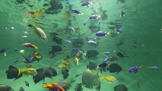 ペンギンが可愛かったです