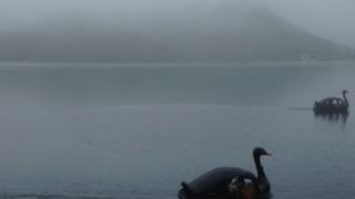 ブラックスワンのボート