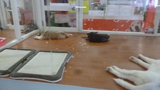 ペットショップ