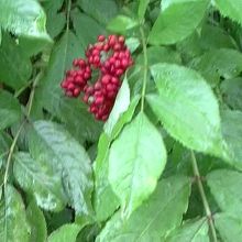 鮮やか、ゴゼンタチバナかなあ？