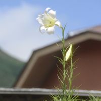 施設内に咲いていた野生？の百合♪