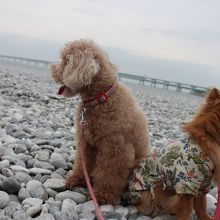 関空へ続く連絡橋です、対岸は関空ですがあいにくの天気でした