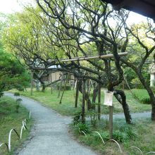 和風庭園の梅園です。奥には茶室も建てられています。