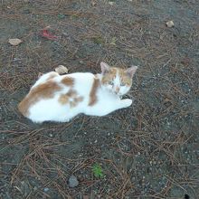 松林には近所の飼い猫が寝てました。