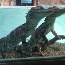 ワニです正確な名前忘れました。基本的にこの体勢のまま動かない