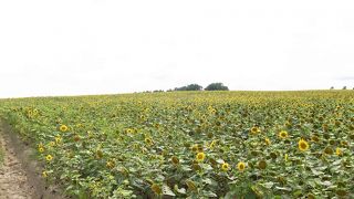 これは凄いですよ。