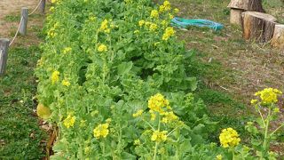 島の中のレジャー施設