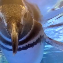 カメラ目線のペンギン
