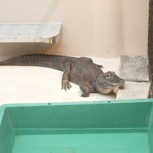 可愛いワニ君です。