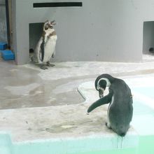 人気のペンギンちゃんたちです。