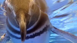 サービス旺盛なペンギン