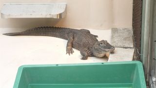 何度でも気軽に行ける、無料が嬉しい動物園です。