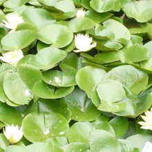 水蓮が咲いていて、鯉が泳いでいました。欧米系の人に人気です。