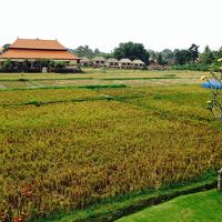 のどかで癒されます