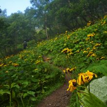 山小屋の裏のお花畑