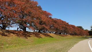 紅葉時期もおすすめ