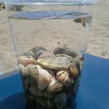 砂浜にはきれいな貝もいます。