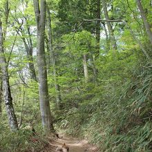 ブナ林が広がります。これは千早本道です。
