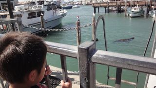 サンフランシスコに行ったなら！