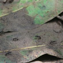 軍隊アリ（シレナ地区にて）