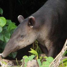 バク（シレナ地区にて）