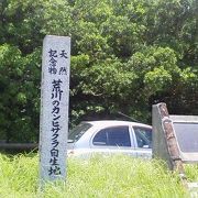 日本で最も早く開花する「荒川のカンヒザクラ自生地」～石垣～