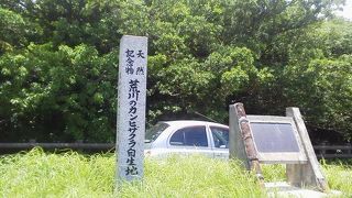 日本で最も早く開花する「荒川のカンヒザクラ自生地」～石垣～