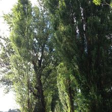 木漏れ日がいい感じ