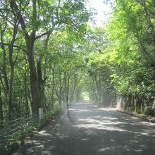維持管理が行き届き、路面はきれいで、緑のトンネルのようです。