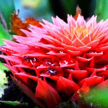 ジャングルに咲く花（シレナ地区にて）