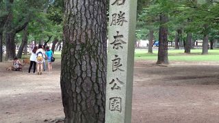 鹿がかわいい、広々公園