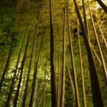 竹林も夜には幻想的な雰囲気があります