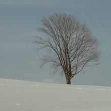 雪景色もきれいです。