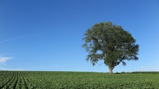 どこから見ても絵になる木