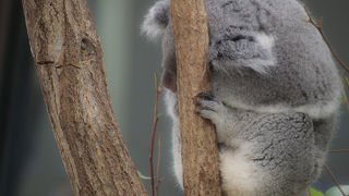 動物は結構ダレてたりはしますが(笑)