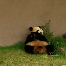 パンダがササを食ってます