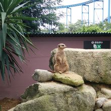 ミーアキャット