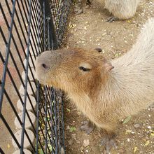 カピバラ