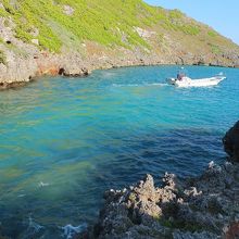 ネムリブカが見えます