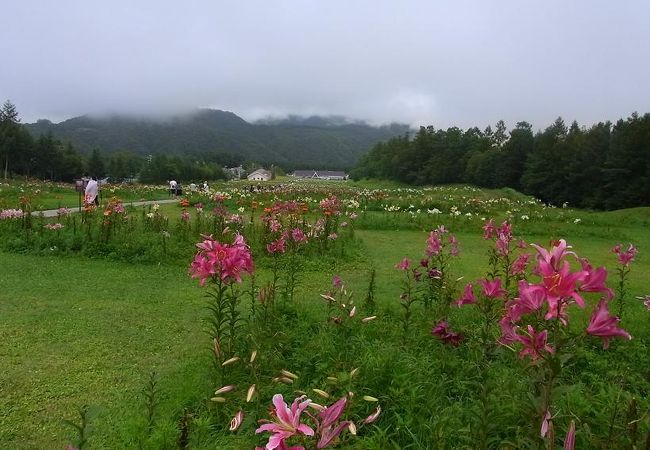 8月中旬過ぎ、見頃でした