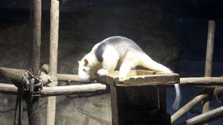 忍者アリクイがいます