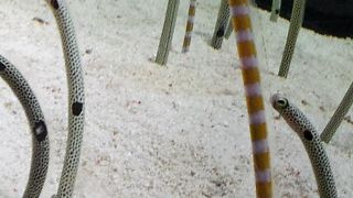 きれいな魚がたくさん！