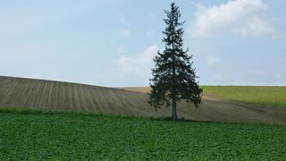 クリスマスツリーの木